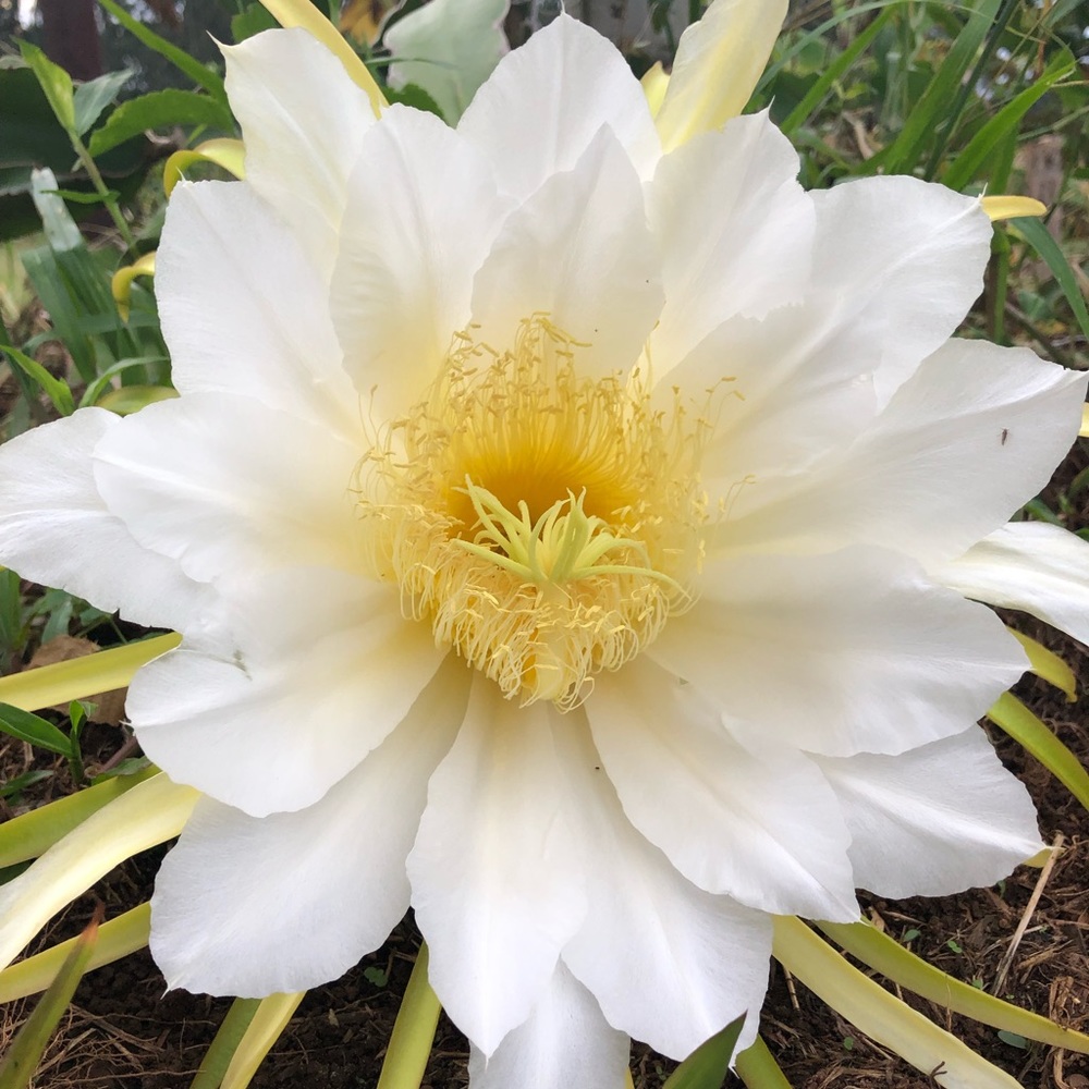 Good Day Beautiful Being 🙏🏼⚛️💜🔮